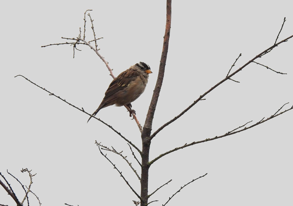 White-crowned Sparrow (pugetensis) - ML640319779