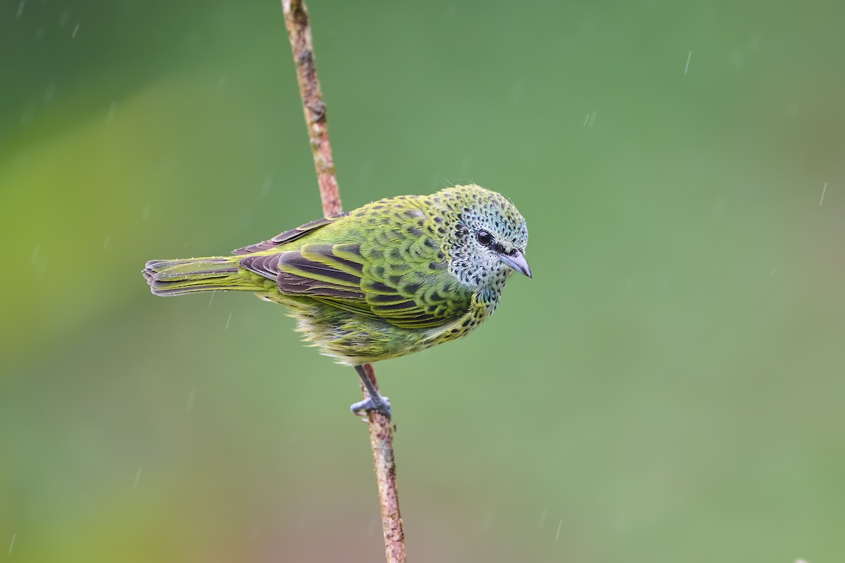 Spotted Tanager - ML640319783