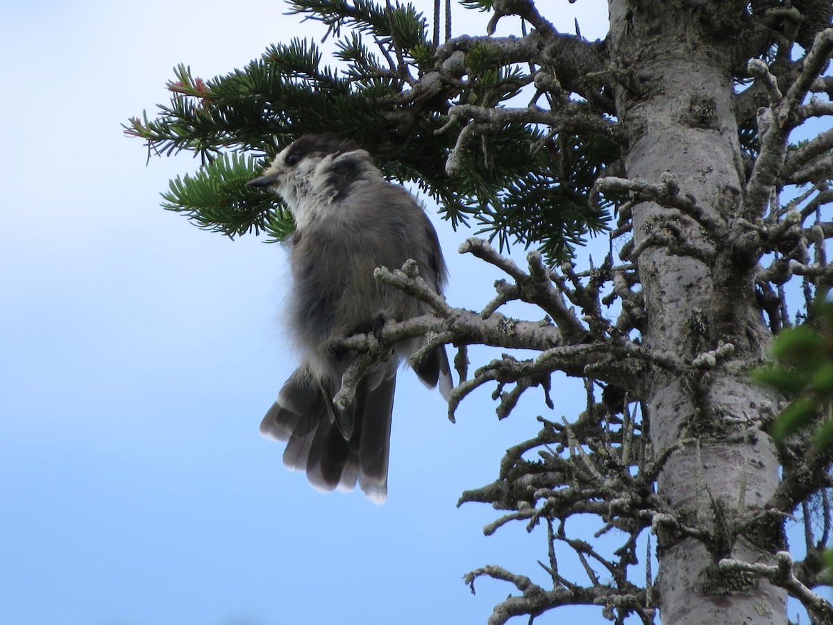 Canada Jay - ML640319817