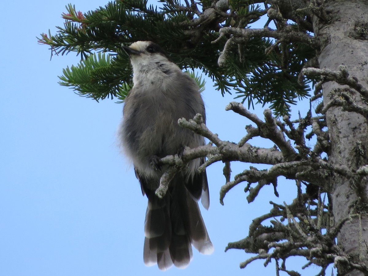 Canada Jay - ML640319819