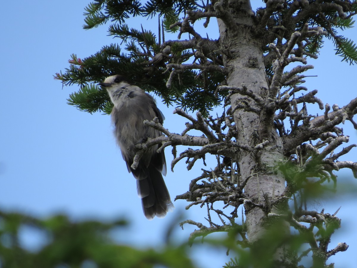 Canada Jay - ML640319820
