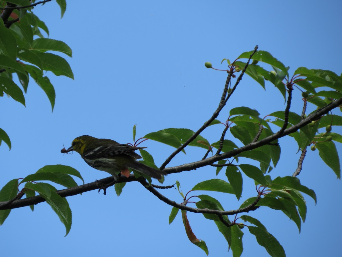 Black-throated Green Warbler - ML640319829