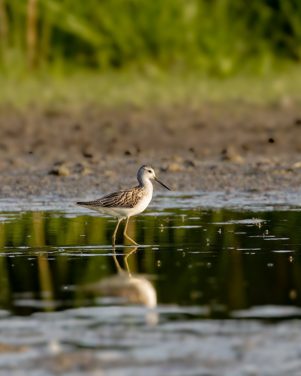 Marsh Sandpiper - ML640319854