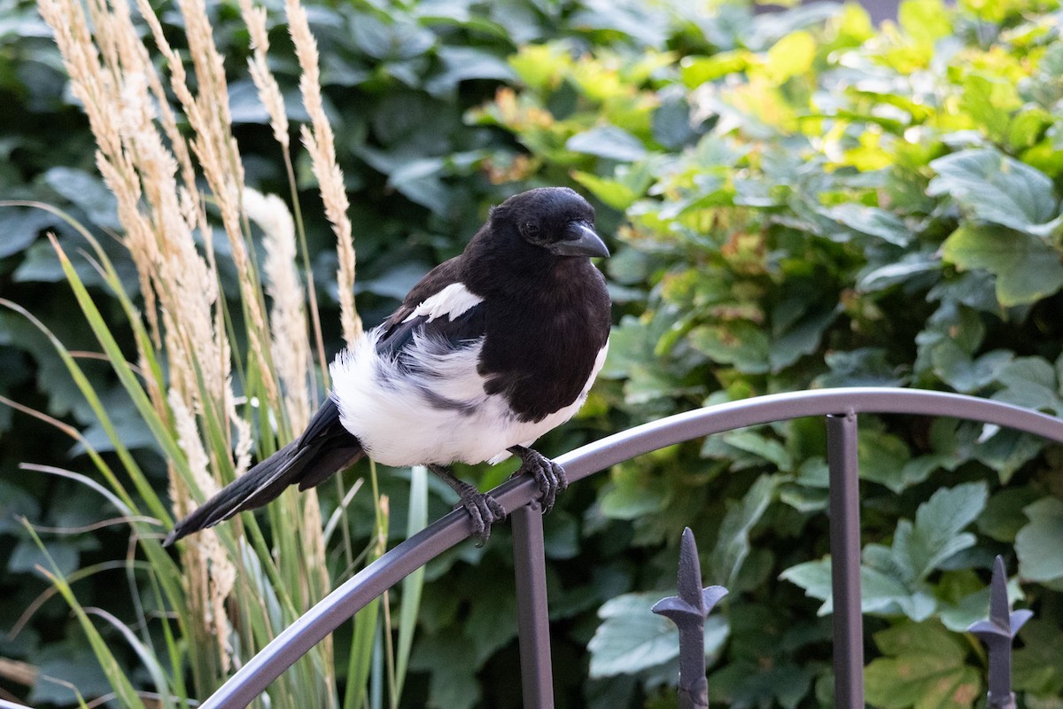 Black-billed Magpie - ML640319877