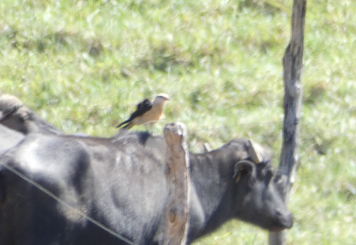 Yellow-headed Caracara - ML640319895