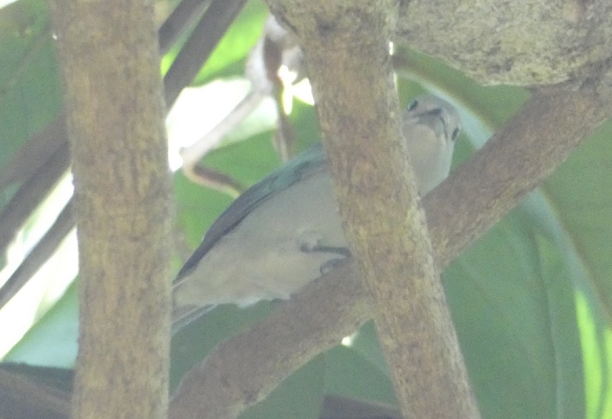 Sayaca Tanager - ML640319911