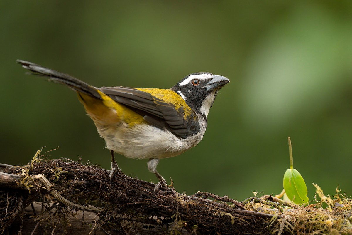 Black-winged Saltator - ML640319940