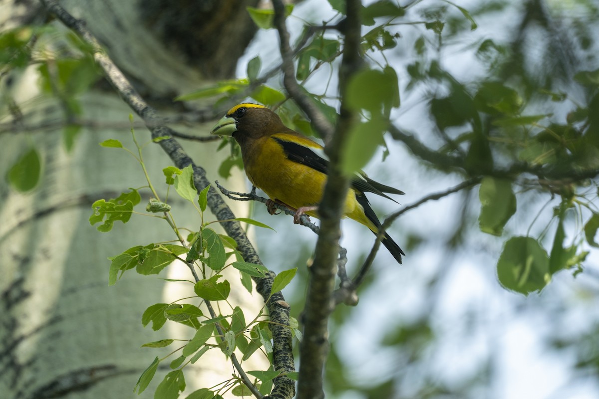 Evening Grosbeak - ML640319965