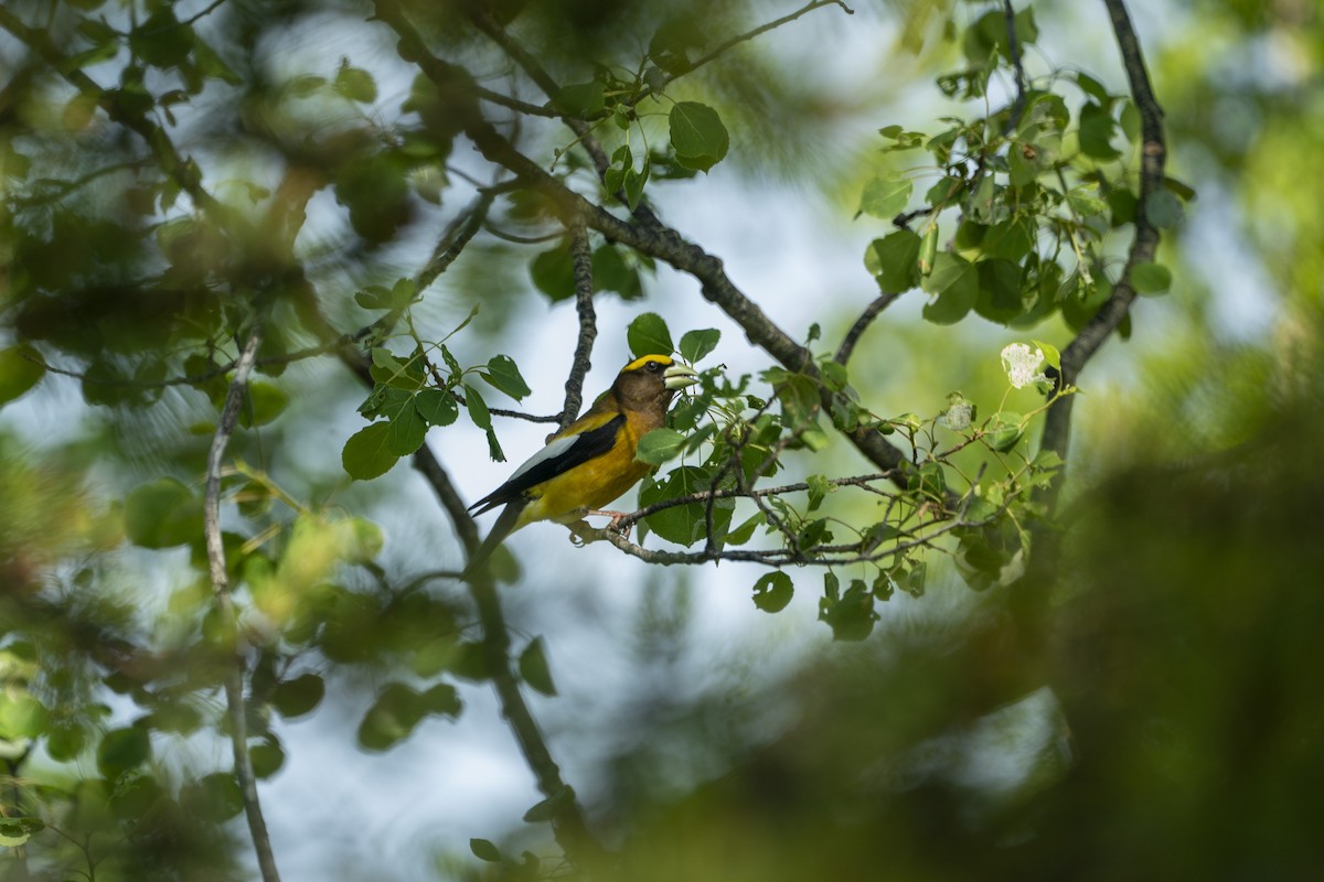 Evening Grosbeak - ML640319966