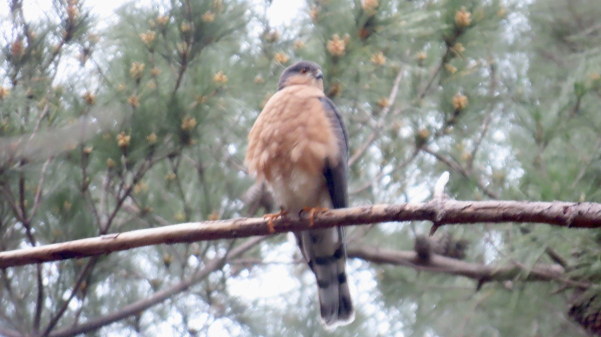 Rufous-breasted Sparrowhawk - ML640320023