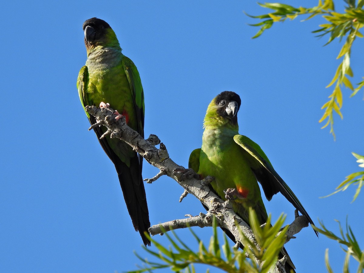 Nanday Parakeet - ML640320027