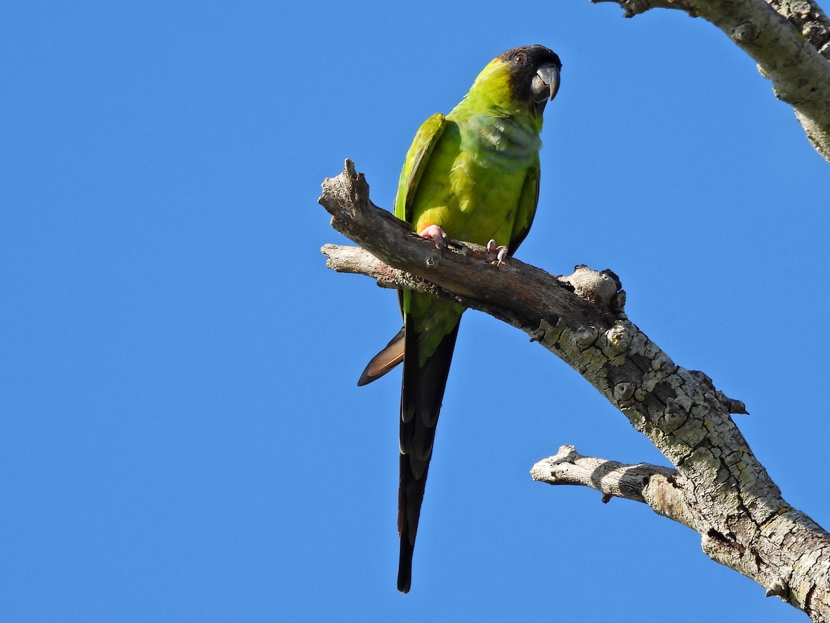 Nanday Parakeet - ML640320032