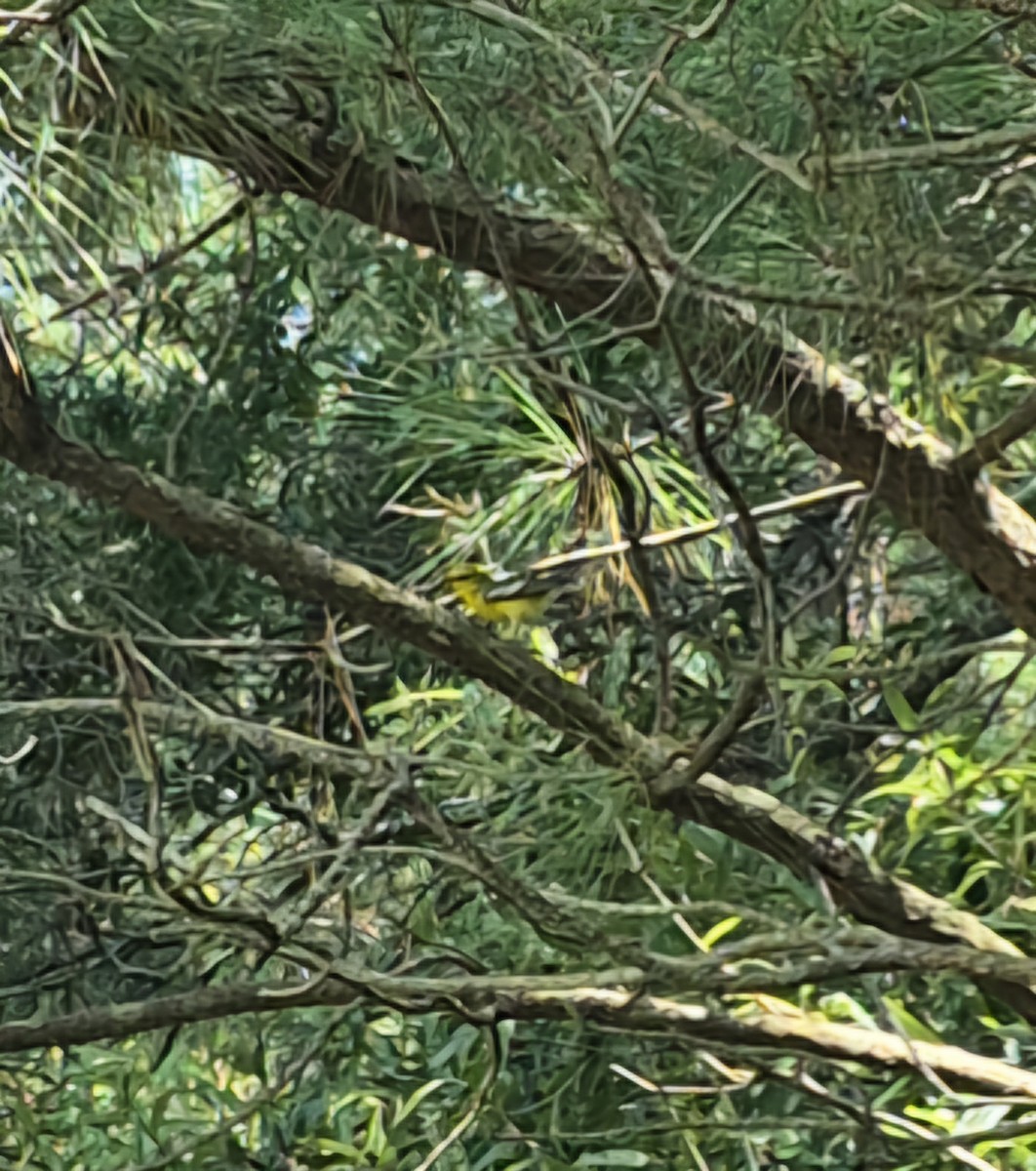 Blue-winged Warbler - ML640320043