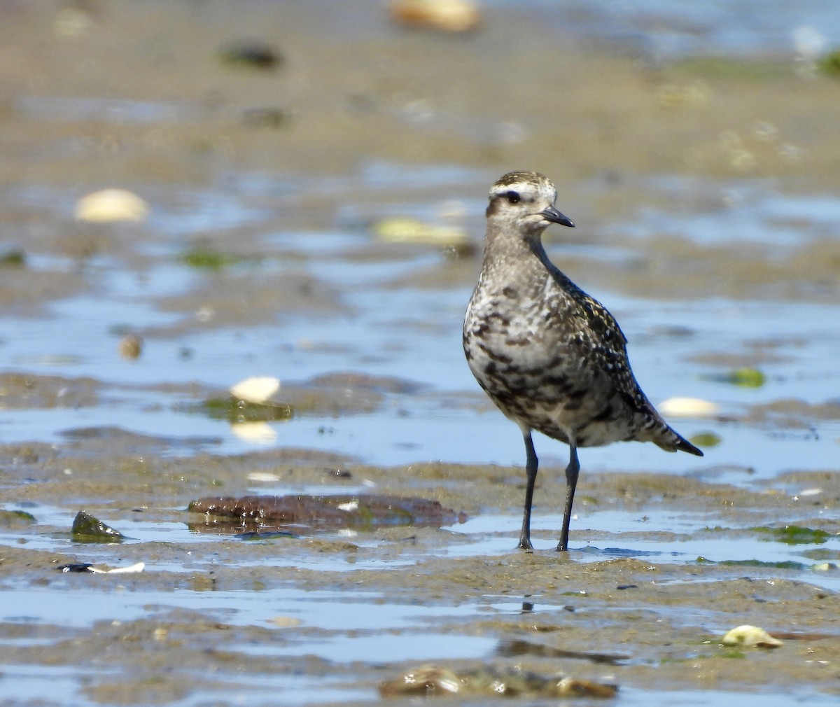 American Golden-Plover - ML640320066