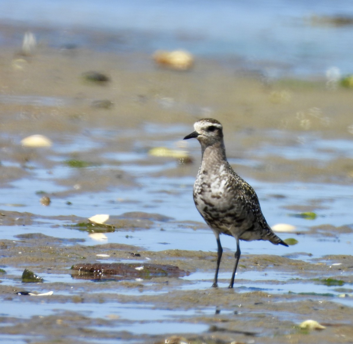 American Golden-Plover - ML640320067