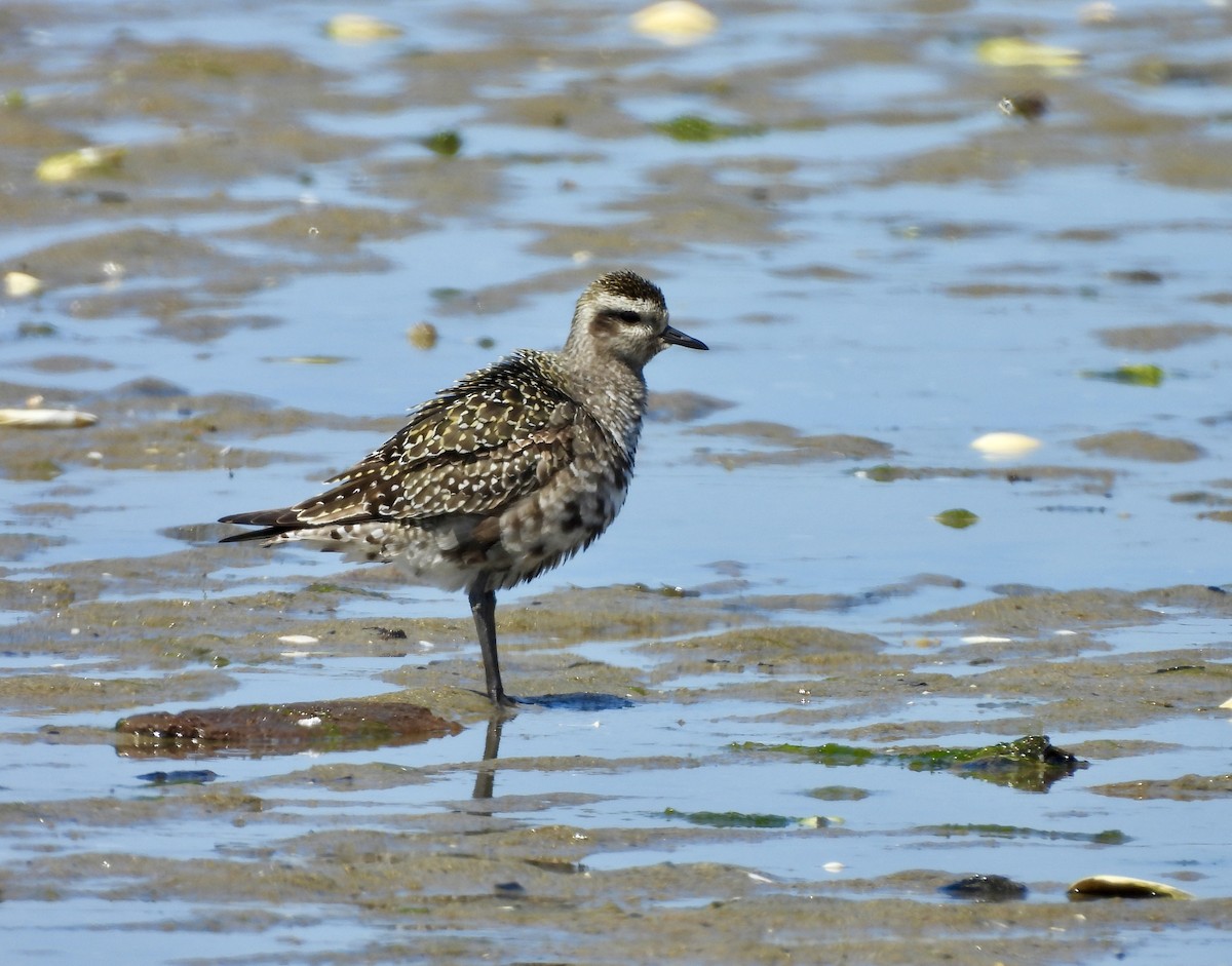 American Golden-Plover - ML640320070