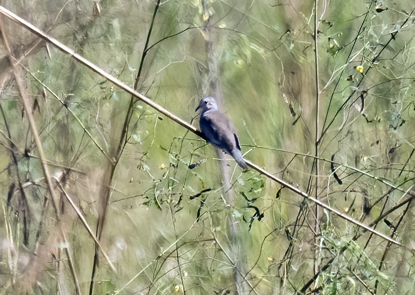 Plain-breasted Ground Dove - ML640320139