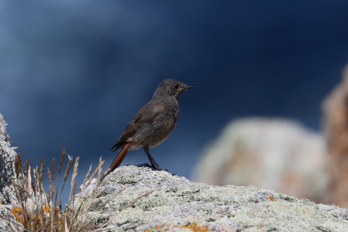 Black Redstart - ML640320148
