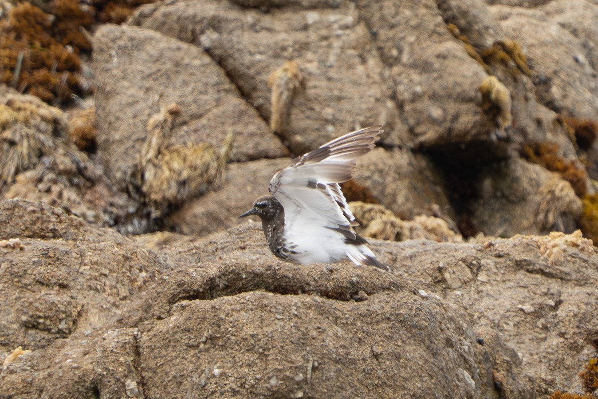 Black Turnstone - ML640320185
