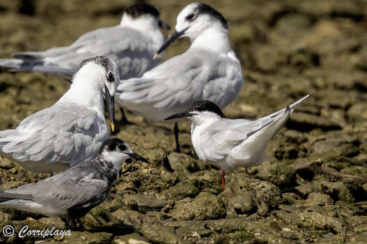 Roseate Tern - ML640320187
