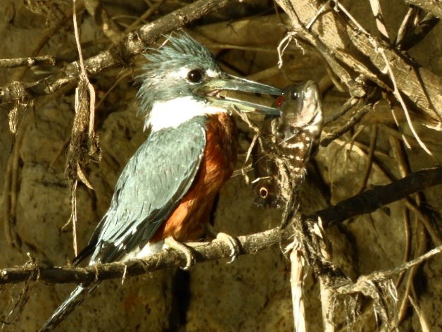 Amazon Kingfisher - ML640320263