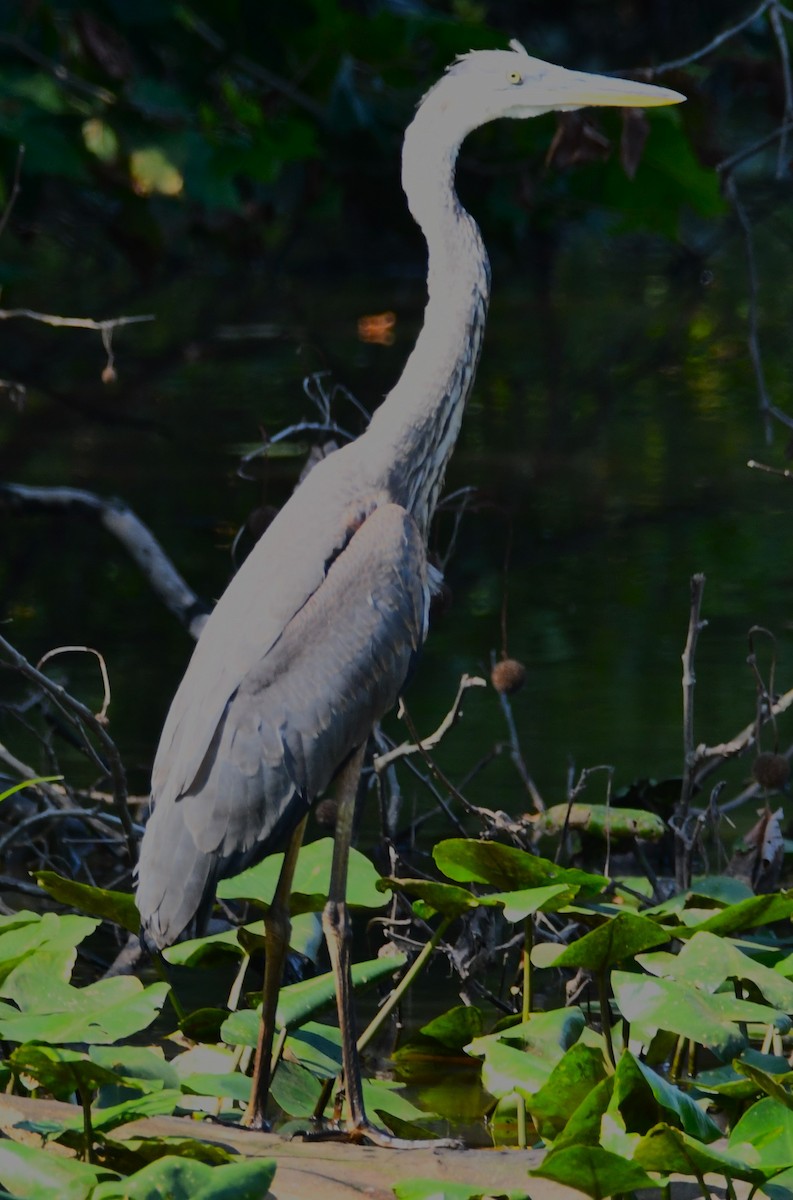 Great Blue Heron (Great Blue) - ML640320327