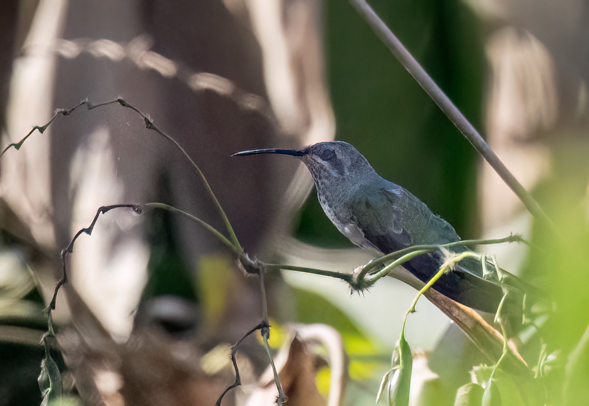 White-tailed Goldenthroat - ML640320349