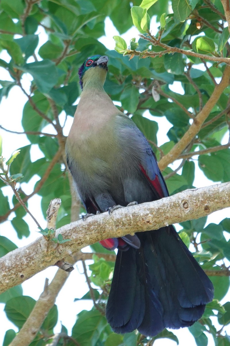 Touraco à huppe splendide - ML640320383