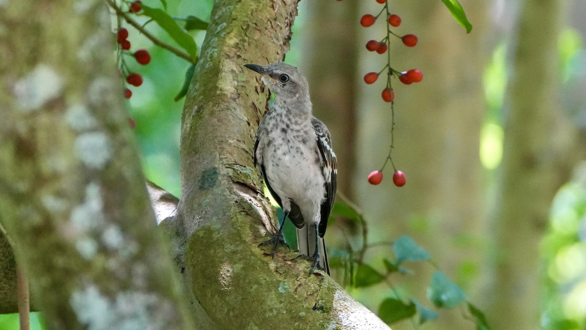 Northern Mockingbird - ML640320459