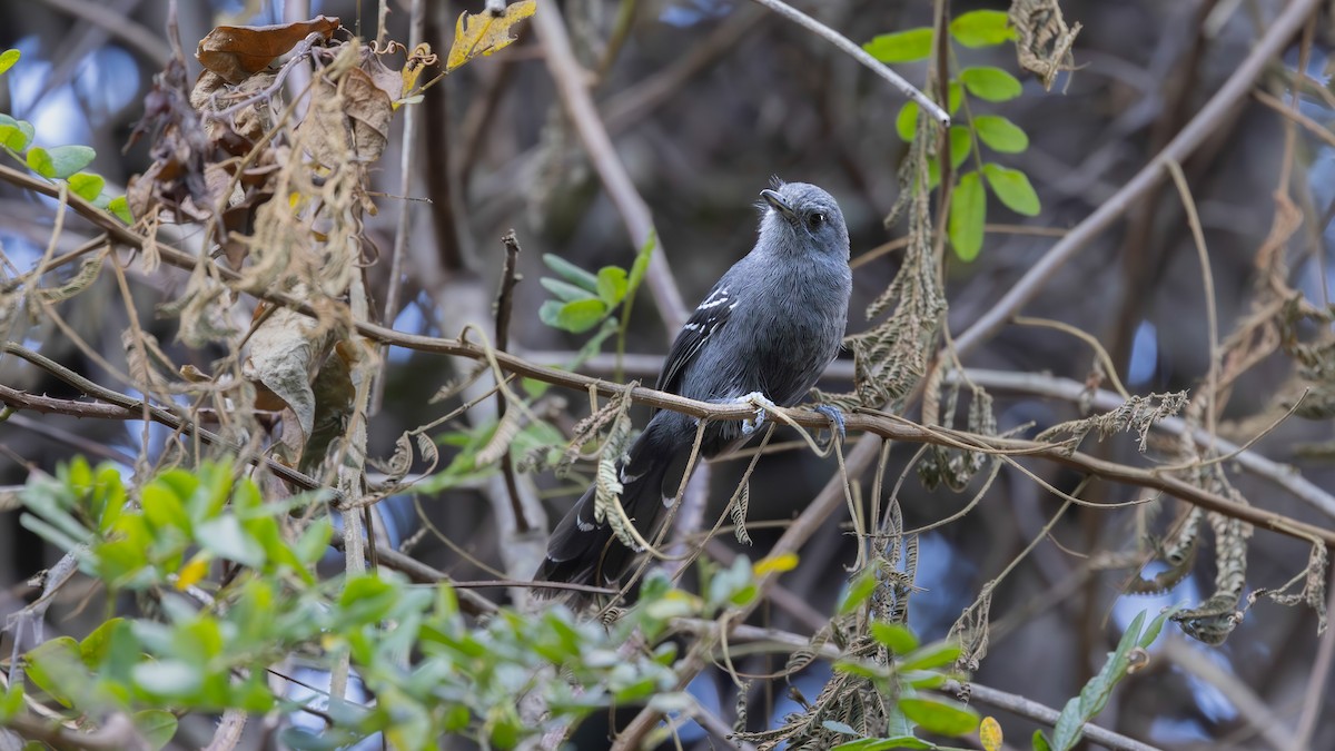 Rio de Janeiro Antbird - ML640320529