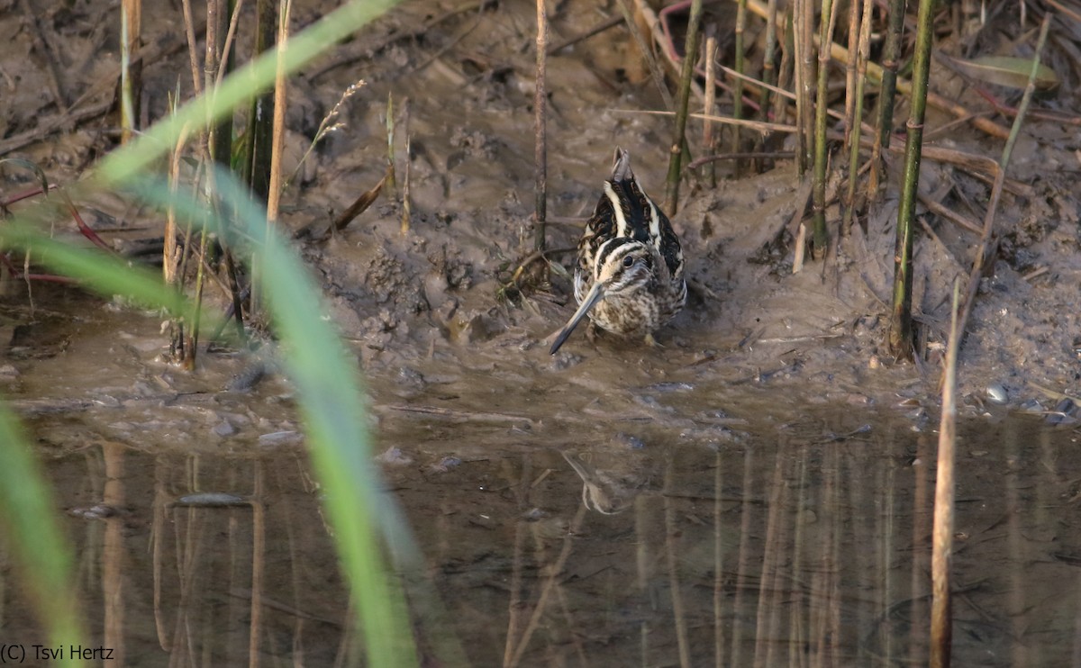 Jack Snipe - ML640320533