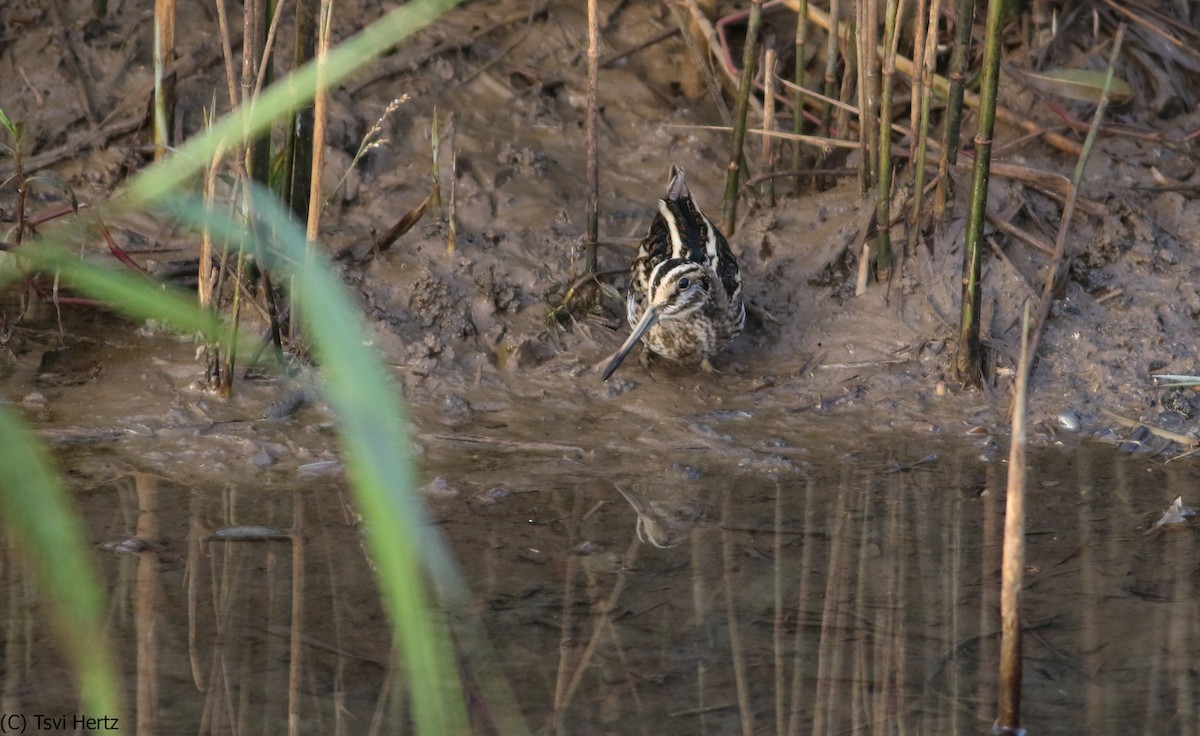 Jack Snipe - ML640320534