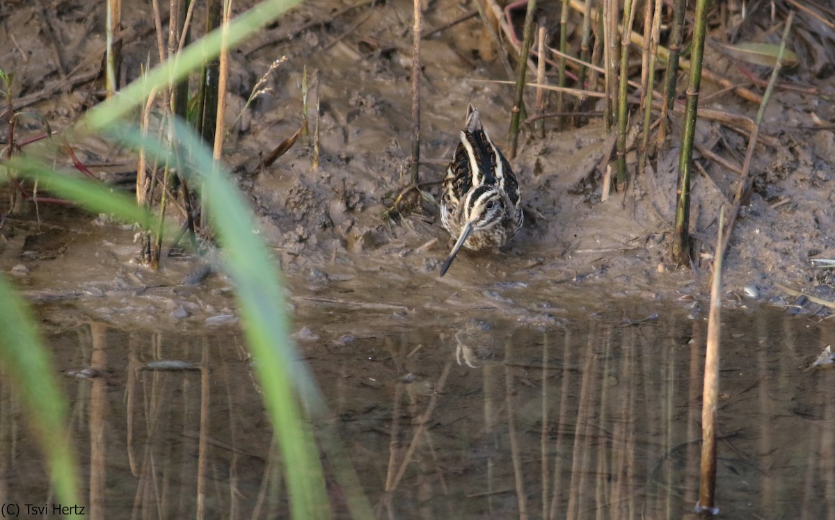 Jack Snipe - ML640320535