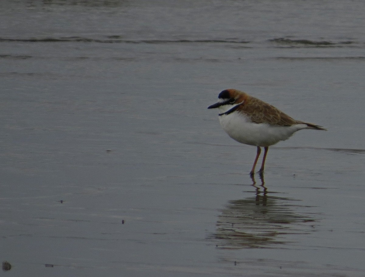 Collared Plover - ML640320537
