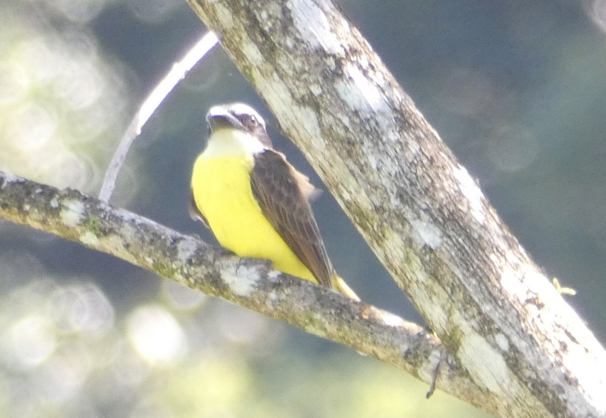 Boat-billed Flycatcher - ML640320549