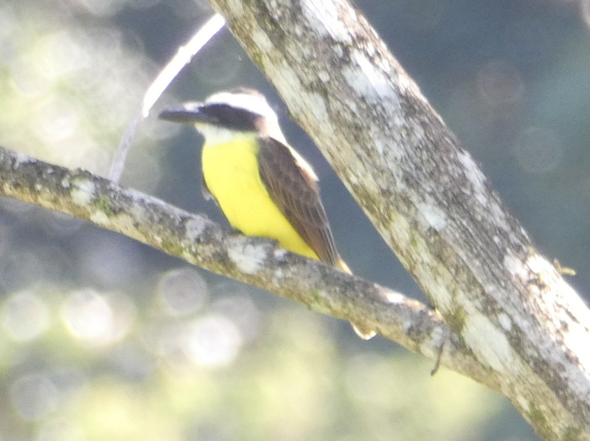 Boat-billed Flycatcher - ML640320550