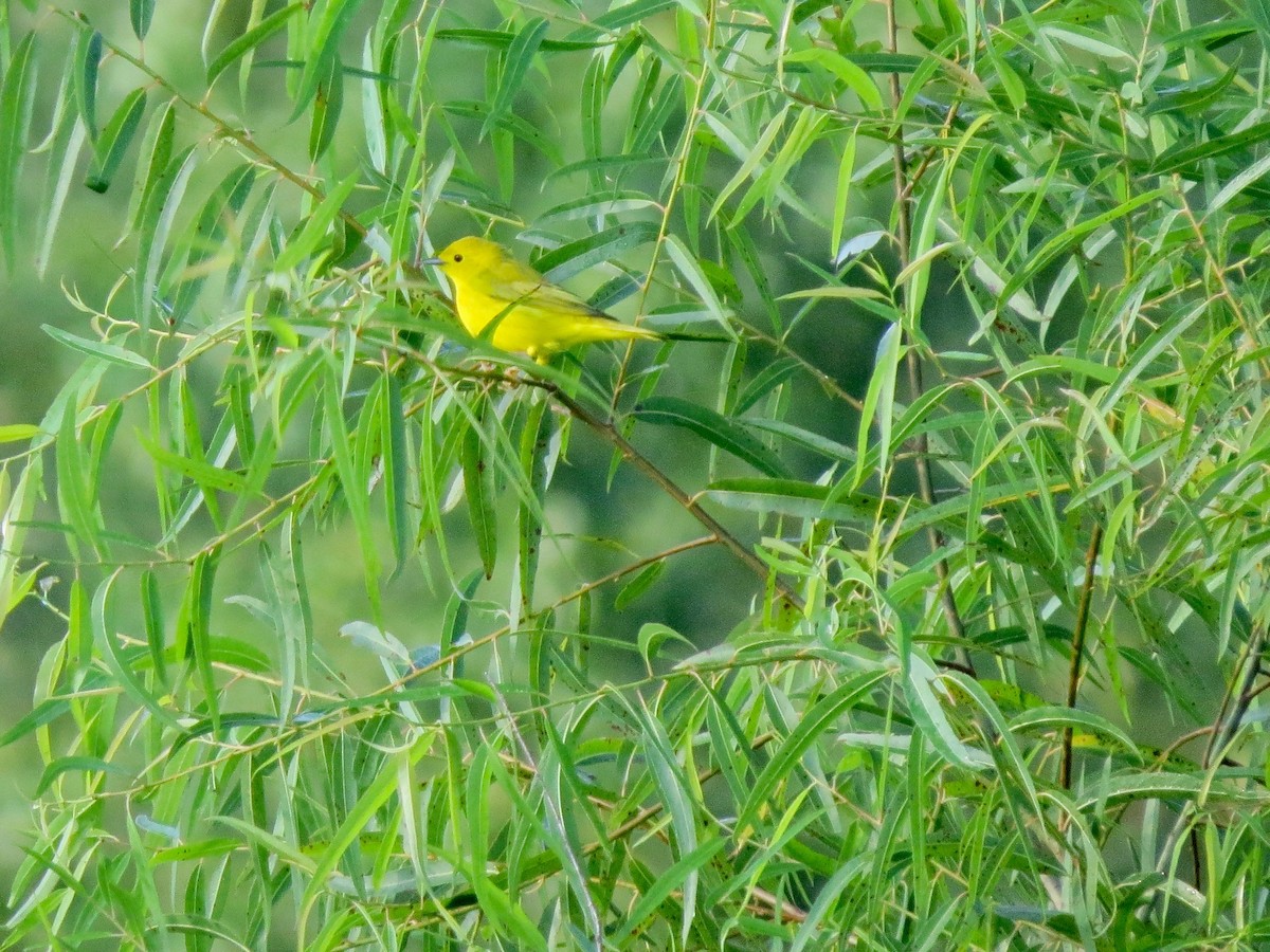 Northern Yellow Warbler - ML640320561