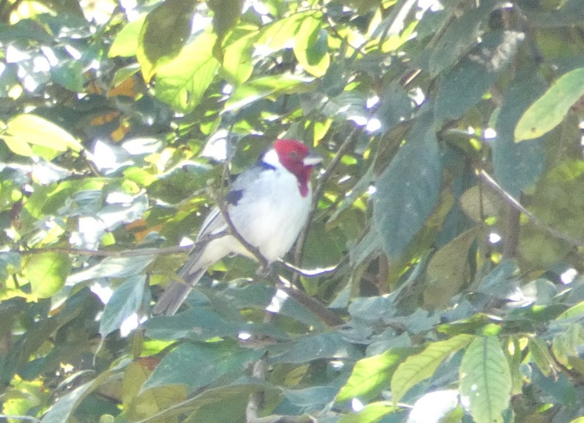 Red-cowled Cardinal - ML640320563