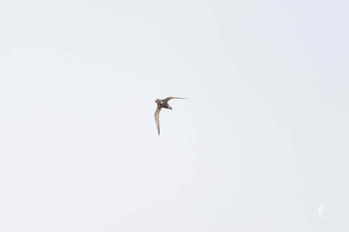 American Golden-Plover - ML640320570