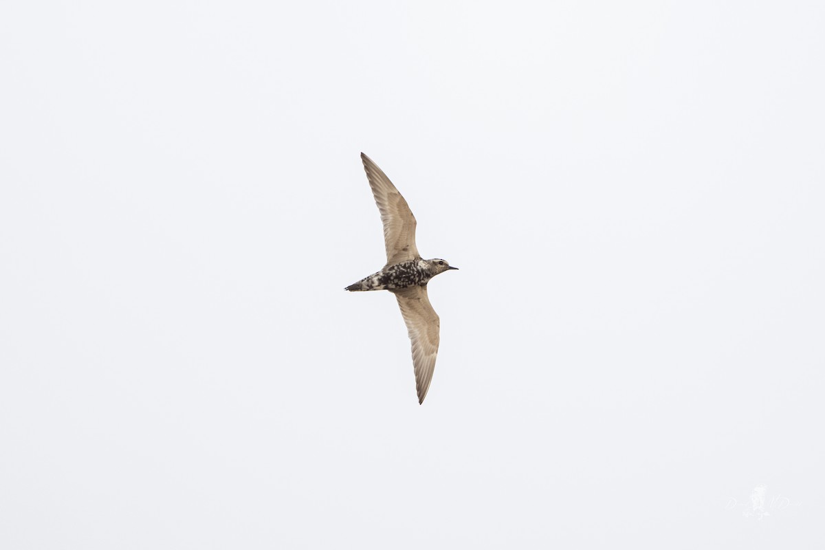 American Golden-Plover - ML640320571