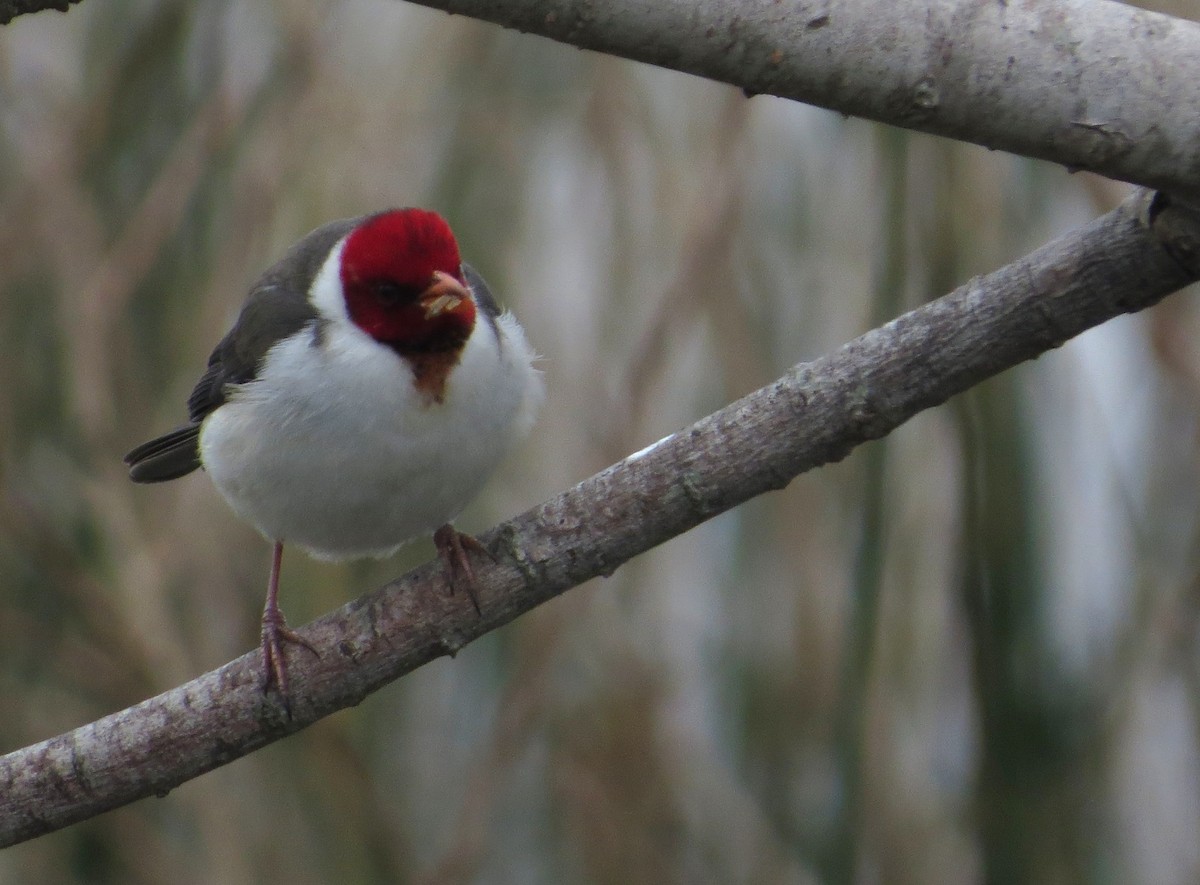 Yellow-billed Cardinal - ML640320628
