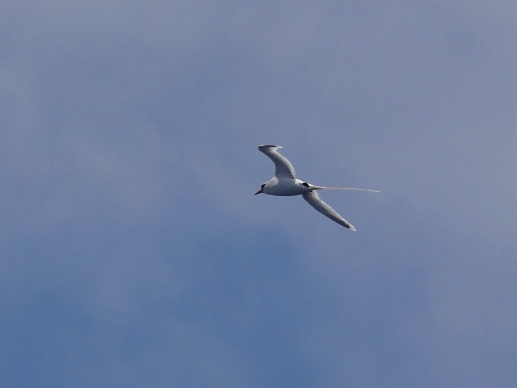 White-tailed Tropicbird (Pacific) - ML640320711