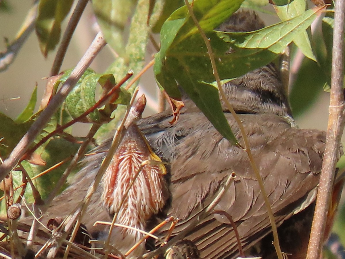 Thick-billed Kingbird - ML640320773
