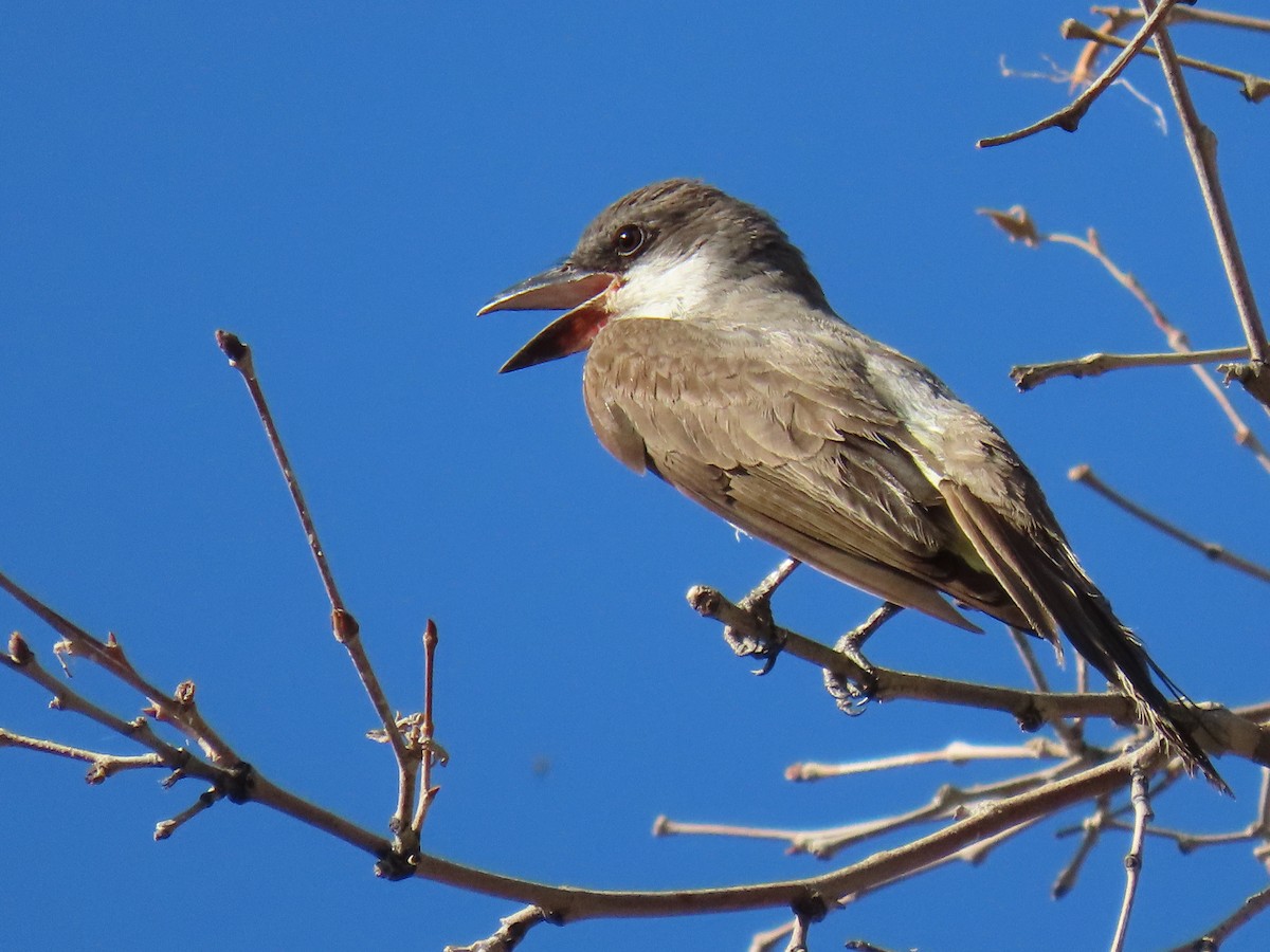 Thick-billed Kingbird - ML640320774