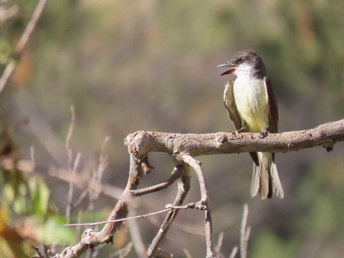 Thick-billed Kingbird - ML640320775