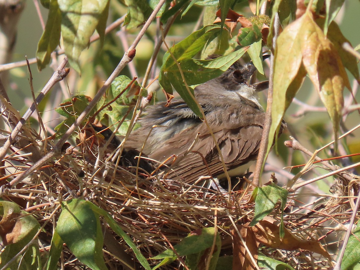 Thick-billed Kingbird - ML640320776