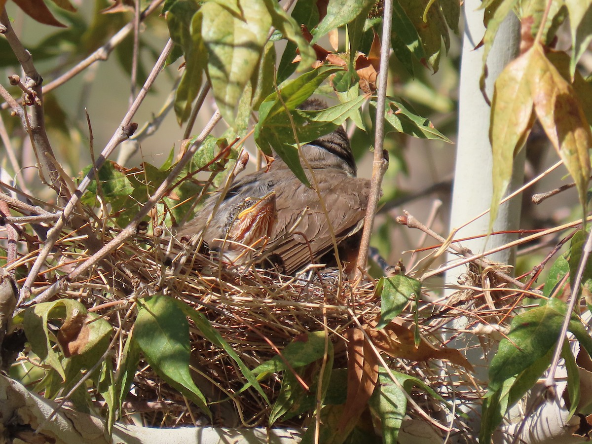 Thick-billed Kingbird - ML640320777