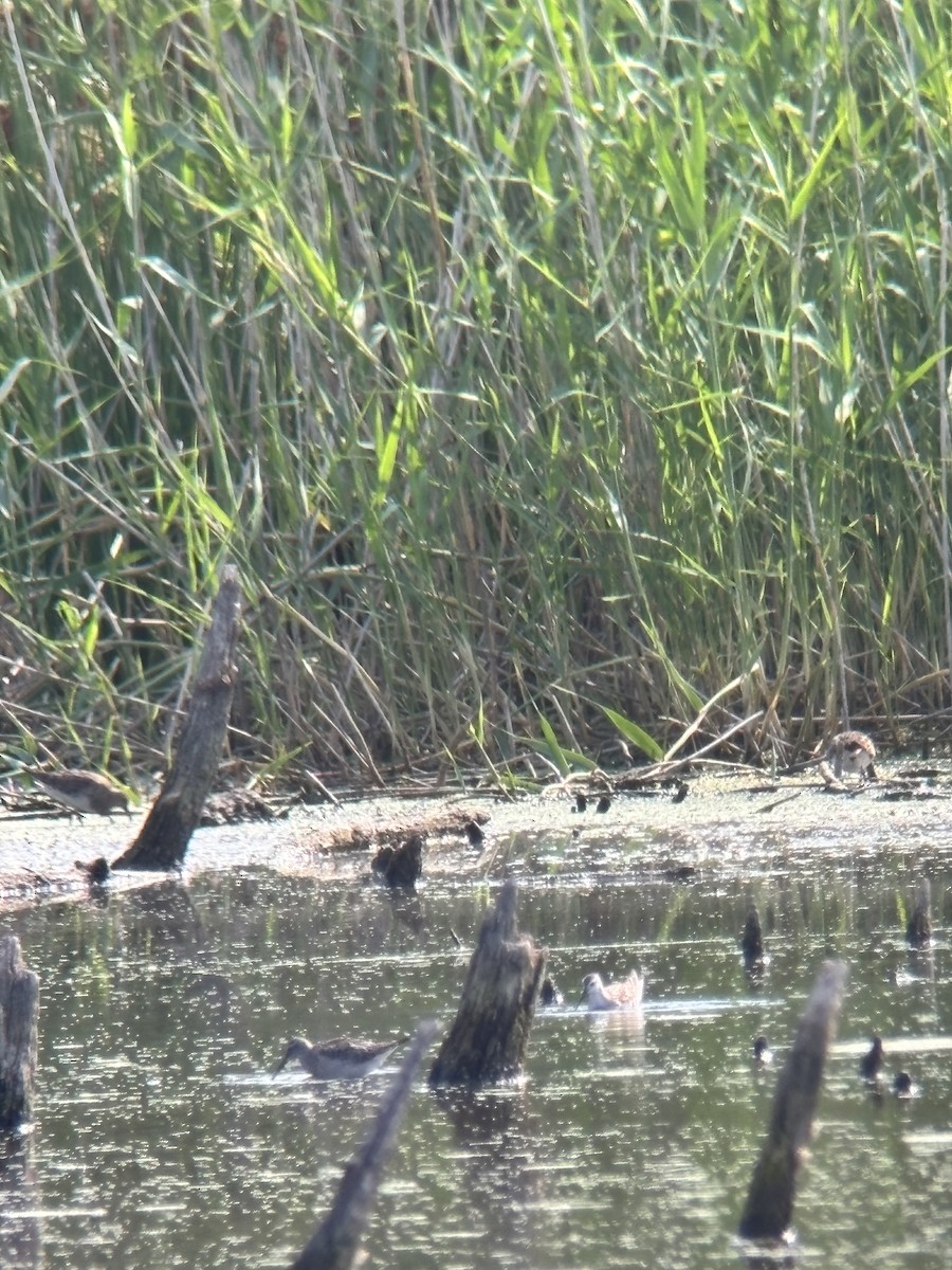 Wilson's Phalarope - ML640320807