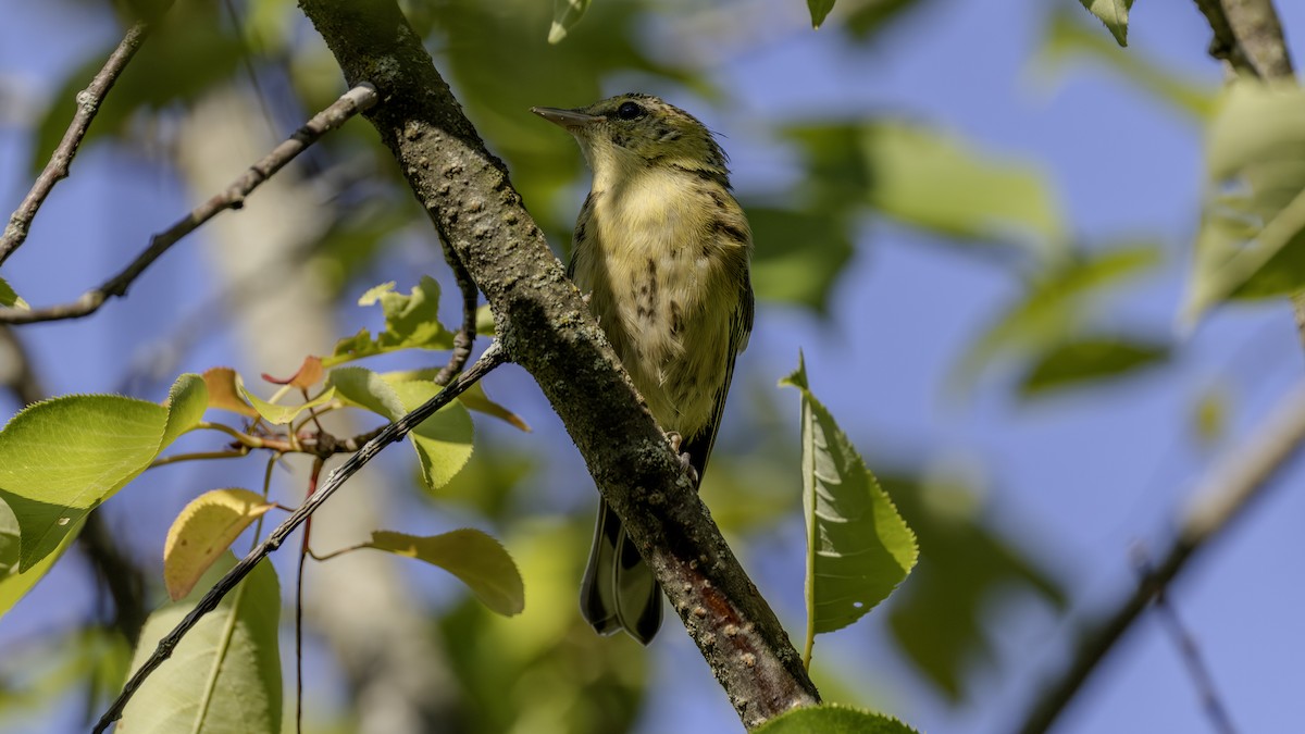 Bay-breasted Warbler - ML640320824