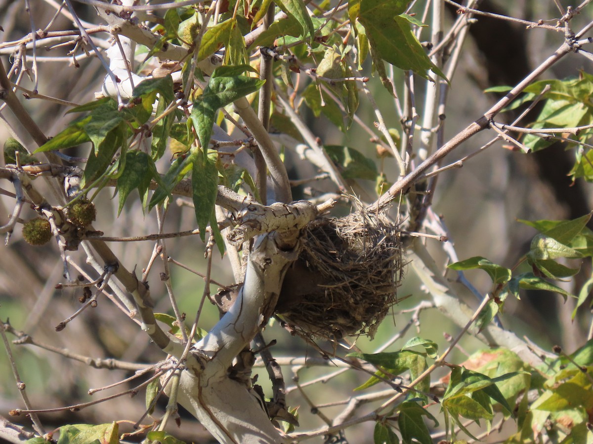 Thick-billed Kingbird - ML640320834